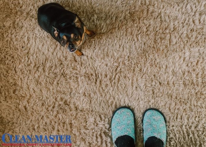 Is Carpet Cleaning Effective To Remove Pet Odors?