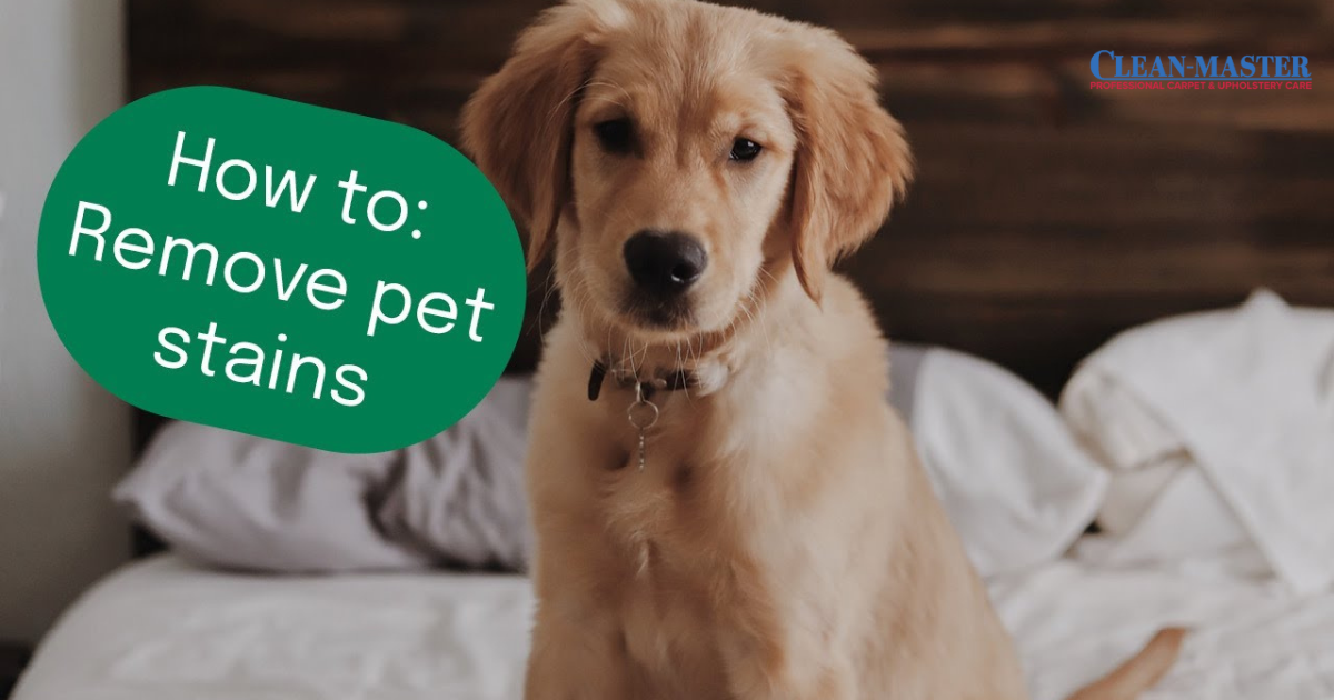 Pet Stain Removal Spokane Valley